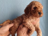 Toy poodle yavrular ırk sağlık garantili