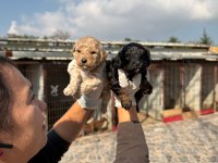 Toy poodle yavrularımız 