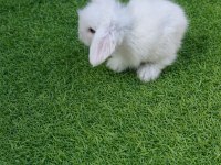 Hollanda Teddy Lop Tavşan Yavruları