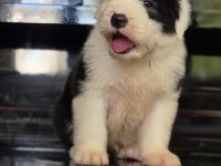TR nadir bulunan ırklardan bobtail yavrular