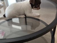 MİNİK ŞİVAVA KÖPEKLER
