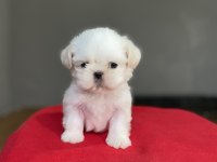 Shih-Tzu (Şitsu) yavrularımız yeni ailesini bekliyor