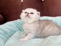 Scottish Fold ve Scottish Straight Yavrularımız