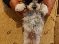 Sağlıklı Oyuncu Erkek Morkie Yavruları