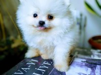 Pomeranian Boo Pamuk Gibi Beyaz Tedy Bear Yavrular