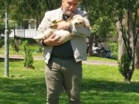 4.5 Aylık Golden Retriever Asık Ücreti Karşılığı