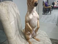 Köpeğimiz Nisan hanıma yeni aile arıyoruz