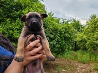 Arama kurtarma köpeği yavrularımız
