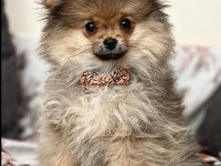 bebek yavrumuz pomeranian boo