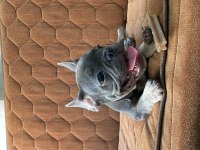 Fransız buldog lilac tan