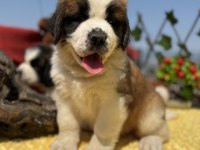 Heybeti İle Göz Dolduran St Bernard Yavrular