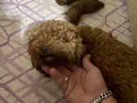 TEACUP TOY POODLE BEBEKLERİM