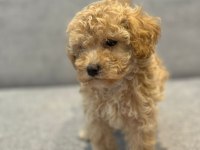Maltipoo yavru