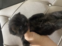 2 Aylık Scottish Fold Yavrularımız