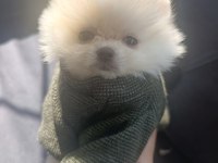 Mini Pomeranian Boo Yavrular