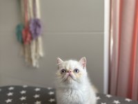 Egzotik Shorthair Yavrular
