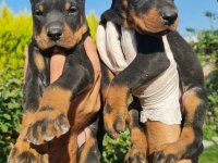 S400 FÜZESİ DOBERMAN PANTERLER
