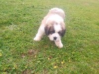 St bernand dişi köpeğimiz