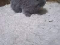 Hollanda cücesi tavşan Netherlans Dwarf