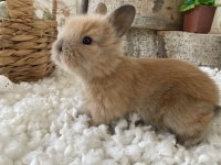 EVCİL SARI KARAMEL HOLLANDA CÜCE TAVŞAN