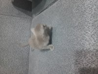 15 temmuz bebek kedileri