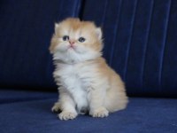 British Longhair Golden Ny11 Ny25 Bebekler