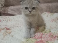 ÇOK TATLI SCOTTİSH FOLD YAVRULARIMIZ