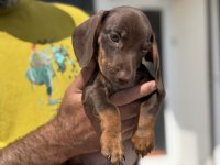 Petmode köpek çiftliğinden dachshund yavrumuz
