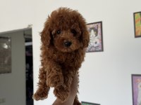Ankranın en özel redbrown toy poodle yavruları