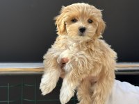 Petmode Köpek Çiftliğinde Ziyarete Açık Maltipoo