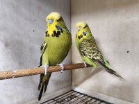 Jumbo muhabbet kuşumuz