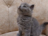 Mama ve kum eğitimi almış british shorthair yavrular
