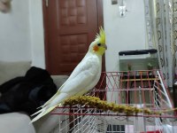 1.5 Aylık yeni yeme düşmüş lutino kırmızı göz sultan