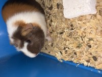 Guinea pig 4 aylık