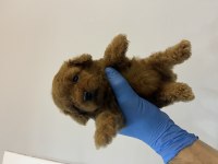 Irk ve sağlık garantili orjinal Kore poodle bebekler