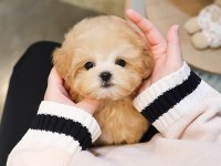 EN ÖZEL KORE GEN MALTİPOO BEBEKLERİMİZ
