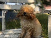 Kıvır kıvır f1 maltipoo