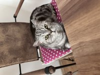 Whiskas American Shorthair Kedi
