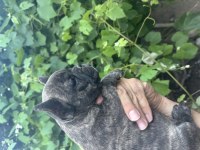 KAPLAN DESENLİ FRENCH BULLDOG (BRENDLE)