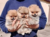 TEDDY BEAR BOO YAVRULAR TAKSİTLE HERYERE GÖNDERİLİR