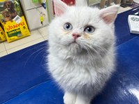 Tatlı mı tatlı british longhair ve shorthair bebeklerim
