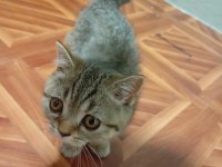 British shorthair 2,5 aylık dişi