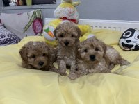 Maltipoo bebeklerimiz