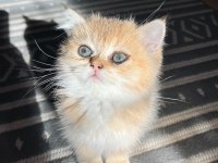 Golden yavrular anne baba şecereli kedimiz