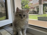 British longhair