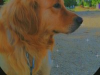 Golden Retriever 4 Yaşında