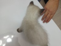 British Shorthair Erkek Yavru