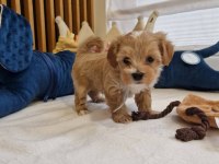 Sevimli Maltipoo Yavrularımız