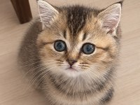 3 Aylık Dişi British Shorthair Yavru