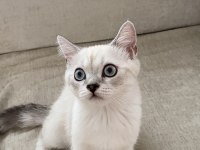 British shorthair yavru kedimize yuva arıyoruz